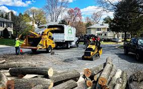 How Our Tree Care Process Works  in  Weldon, CA